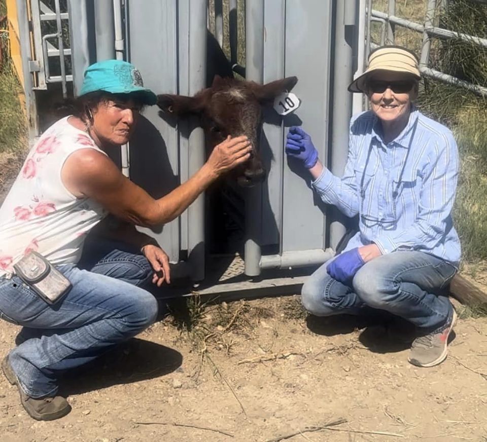 Donna & Cheryle working Calves